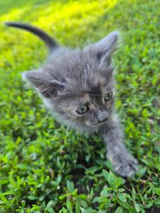 Кошеня Димка