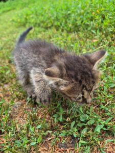 Котик Тім