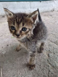 кошеня Міла