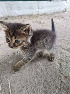 кошеня Міла