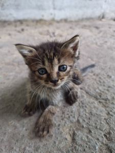 кошеня Міла