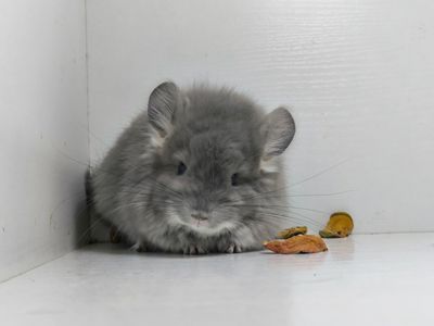 Фіолетова шиншила