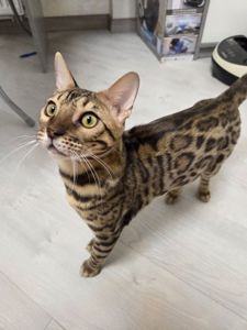 Бенгал хлопчик кошеня