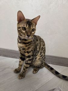 Бенгал хлопчик кошеня