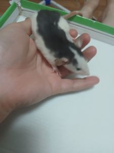 Продам 2 крис дівчинок