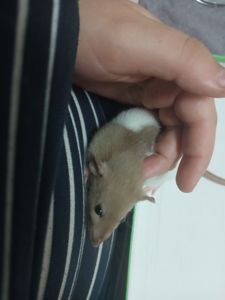 Продам 2 крис дівчинок