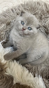 Шотландські кошенята залишилось лише 2(