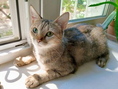 Манюня