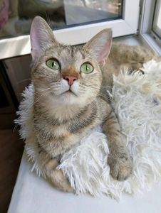 Манюня