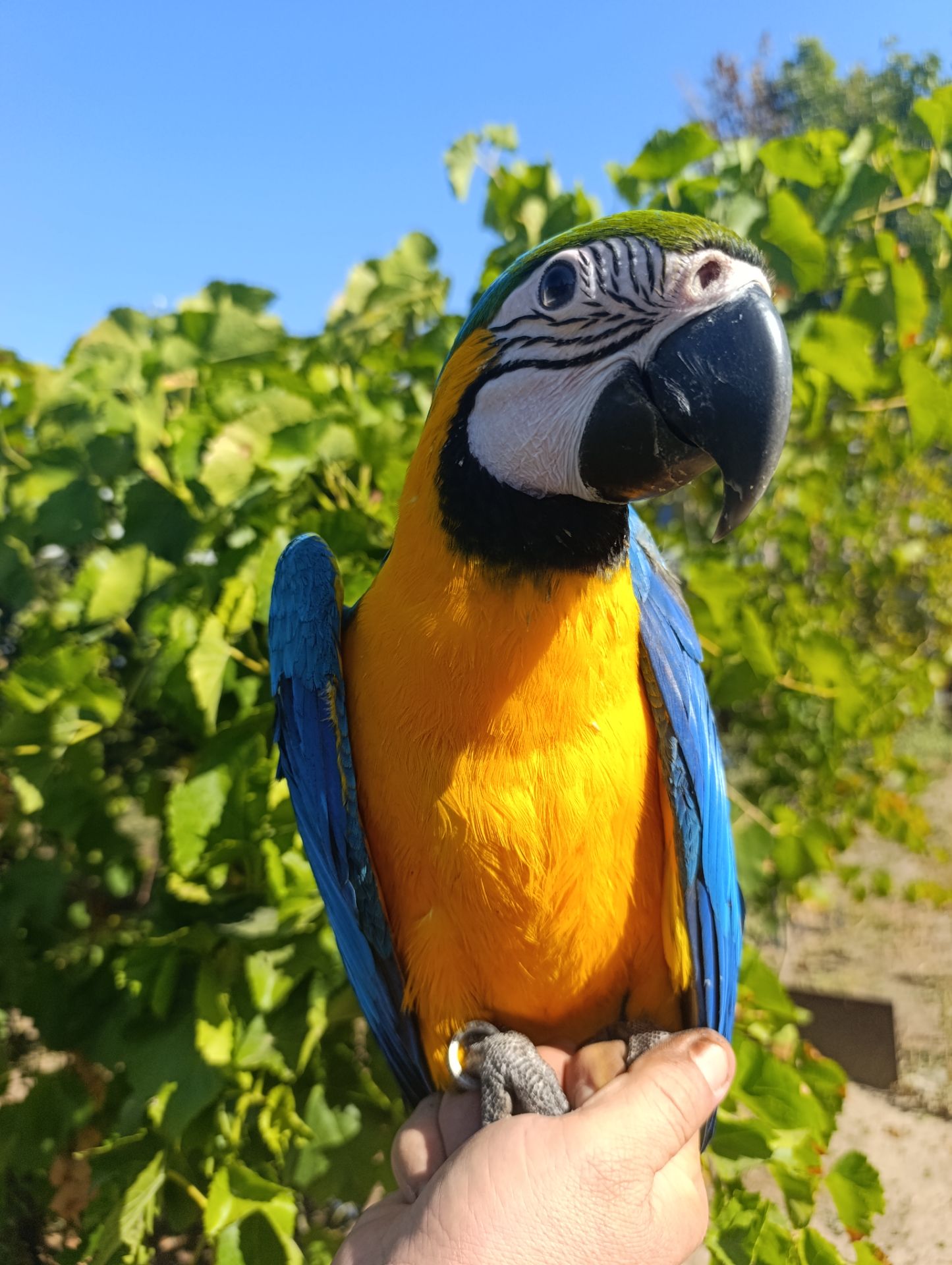 Ара синьо-жовті, ручні пташенята