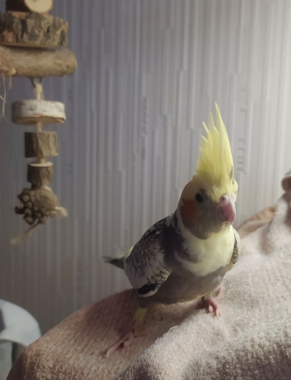🦜 Ручні малюки корел! 💛