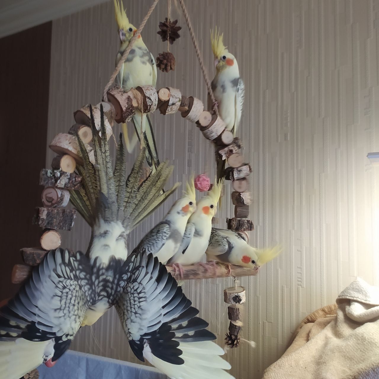 🦜 Ручні малюки корел! 💛