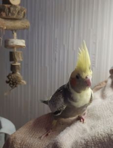 🦜 Ручні малюки корел! 💛