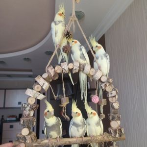 🦜 Ручні малюки корел! 💛