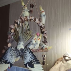 🦜 Ручні малюки корел! 💛