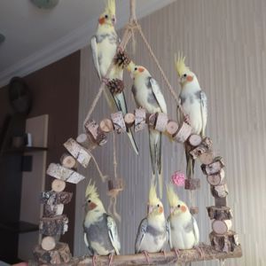🦜 Ручні малюки корел! 💛