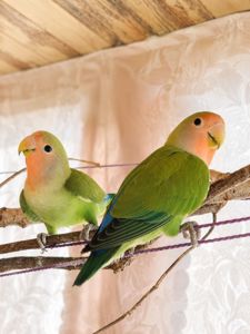 Пара нерозлучників рожевощоких