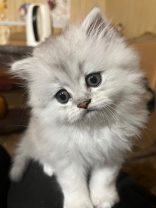 Малята шиншила серебриста шукають свою родину