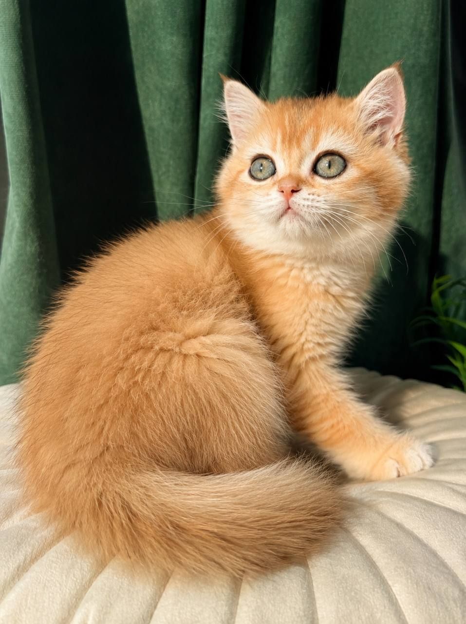 Роскошные котята Золотая Шиншилла