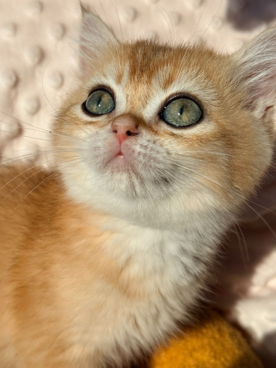 Роскошные котята Золотая Шиншилла