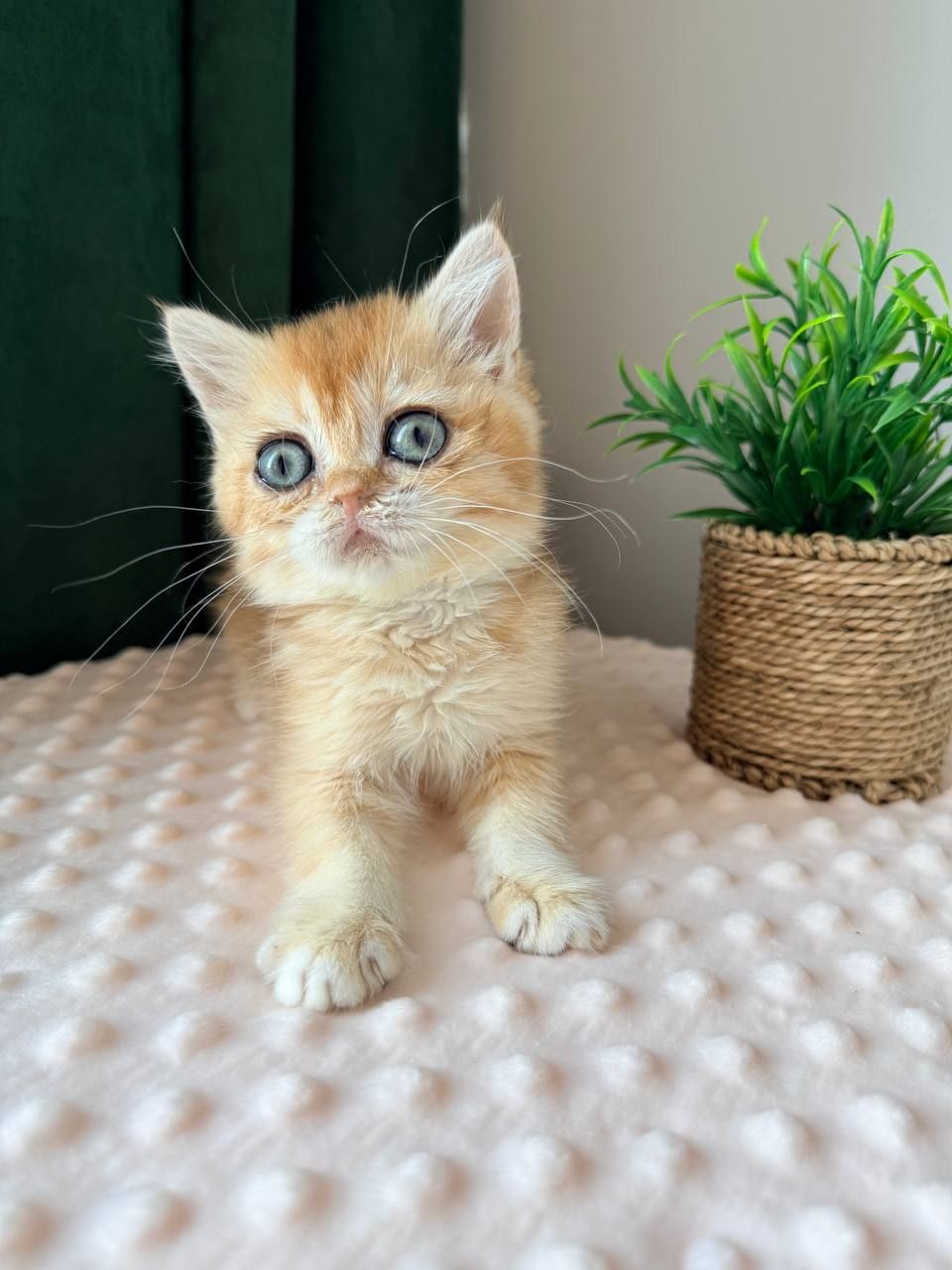 Роскошные котята Золотая Шиншилла
