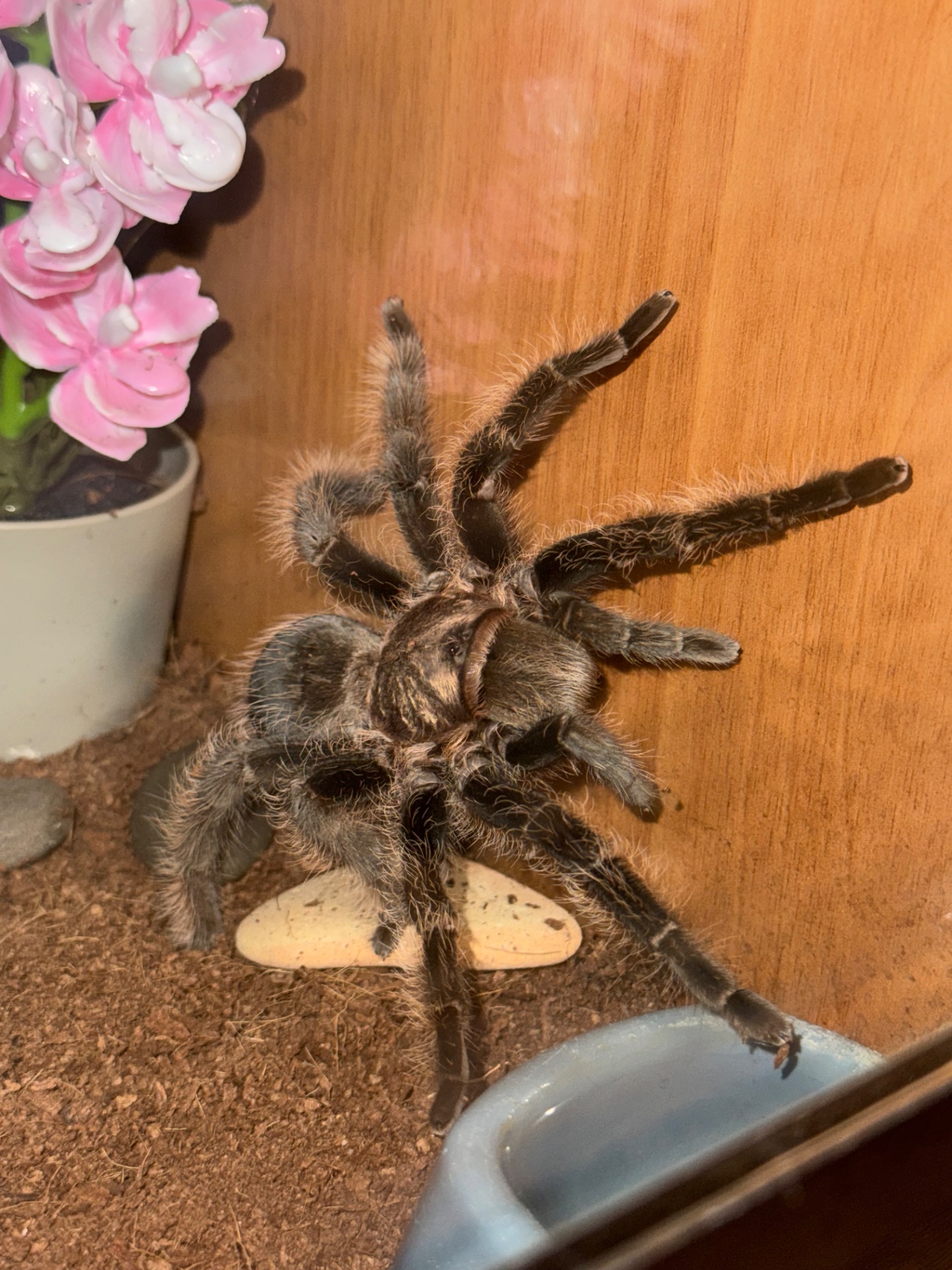 Самка Brachypelma Albopilosum з тераріум
