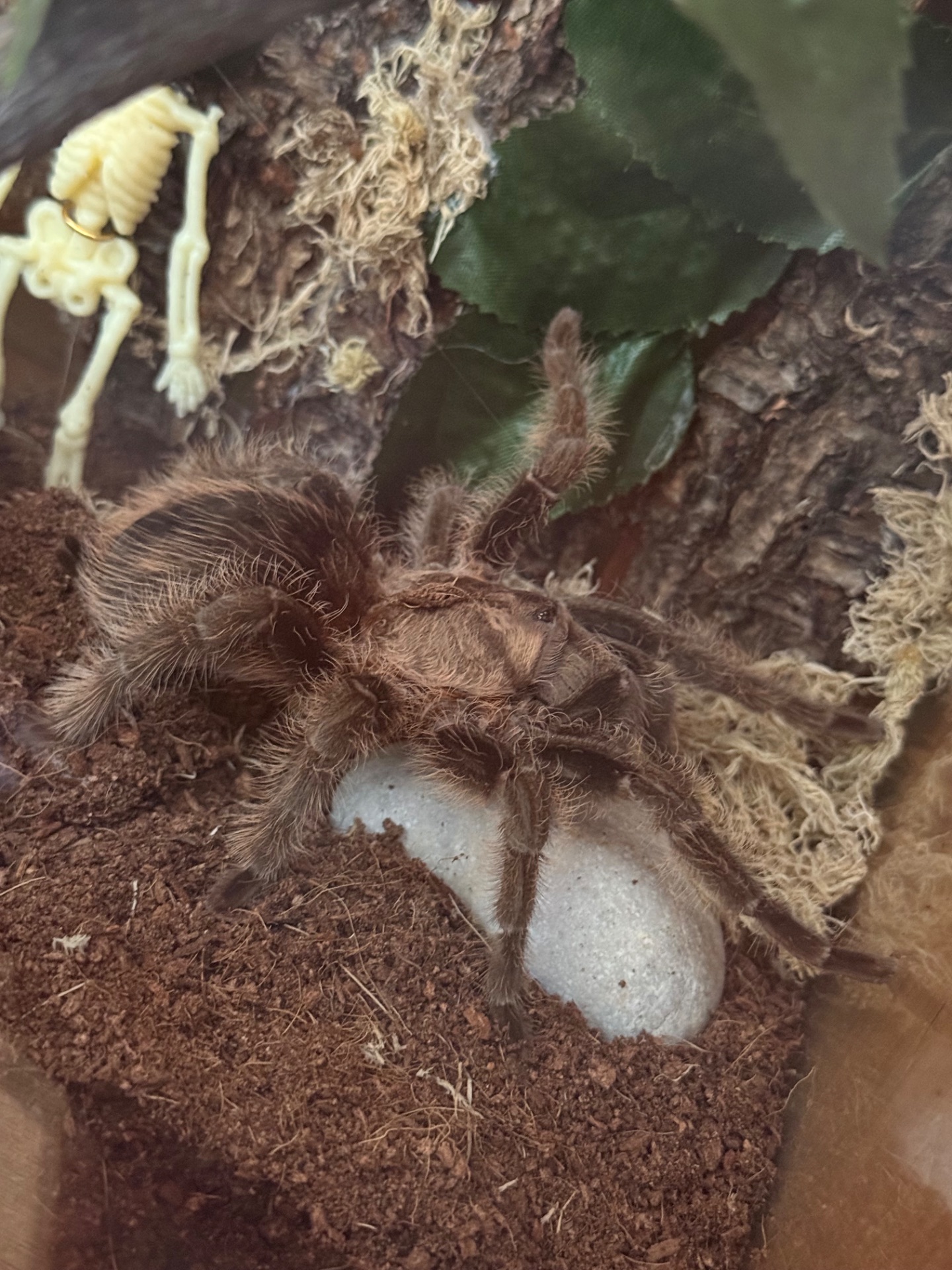 Самка Brachypelma Albopilosum з тераріум