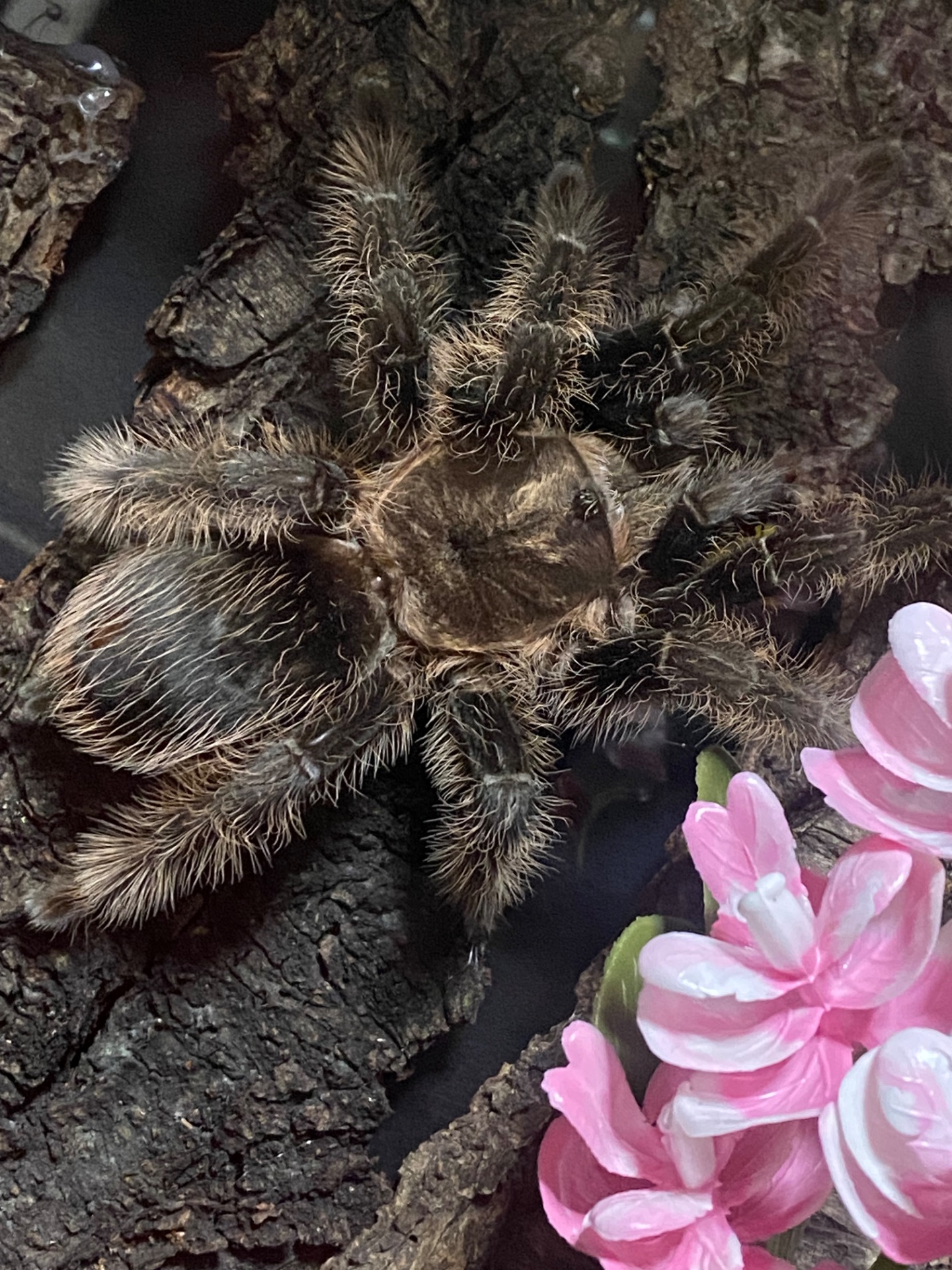 Самка Brachypelma Albopilosum з тераріум