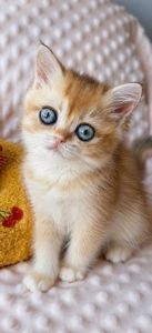 Роскошные котята Золотая Шиншилла