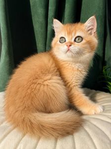 Роскошные котята Золотая Шиншилла