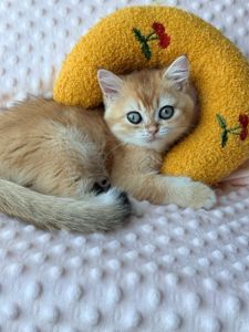 Роскошные котята Золотая Шиншилла