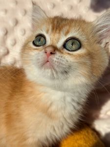 Роскошные котята Золотая Шиншилла
