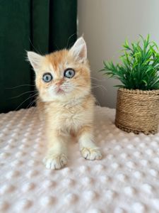 Роскошные котята Золотая Шиншилла