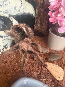 Самка Brachypelma Albopilosum з тераріум