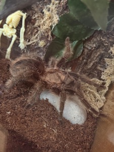 Самка Brachypelma Albopilosum з тераріум