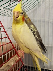 Корелла