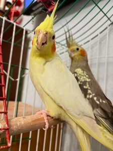 Корелла