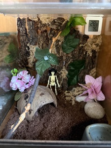 Самка Brachypelma Albopilosum з тераріум