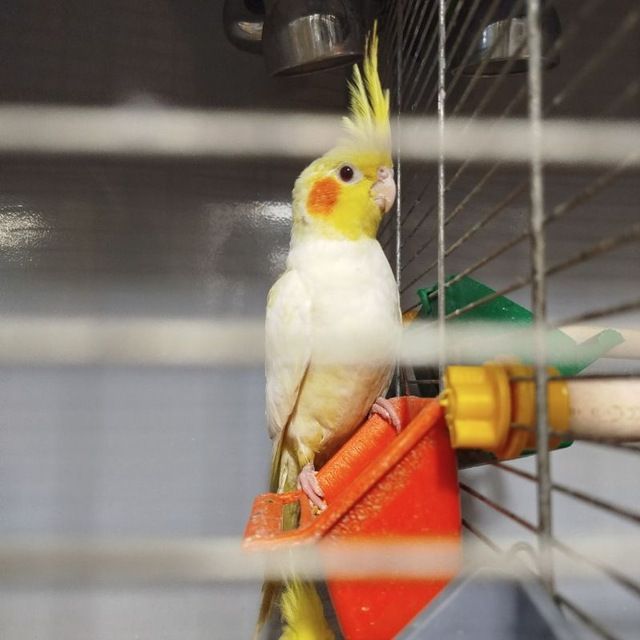 Продам ручних пташенят корелли