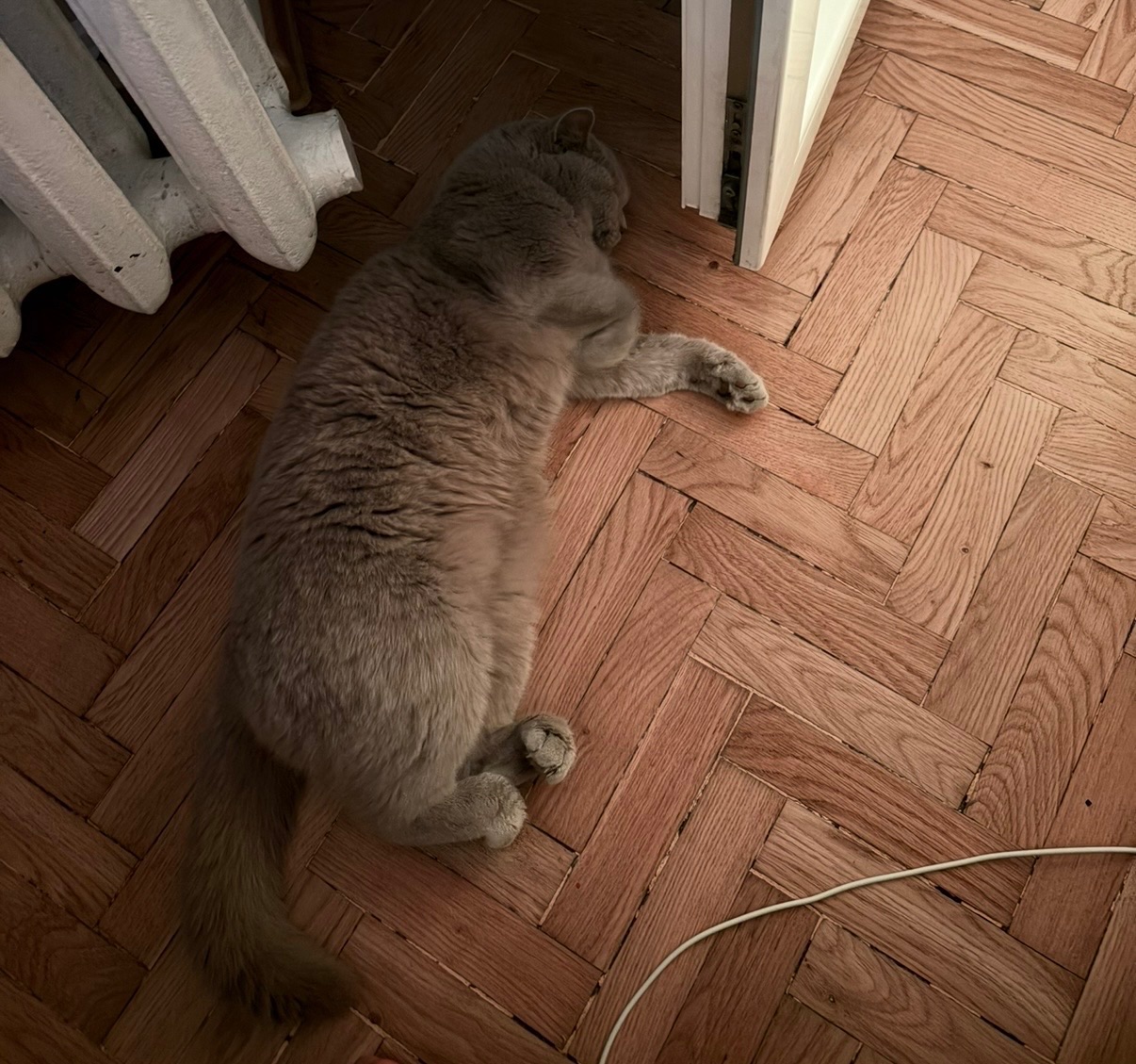 Киця в добрі руки