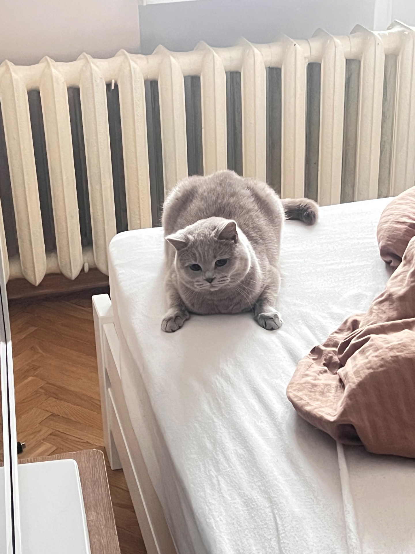 Киця в добрі руки
