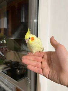 Продам ручних пташенят корелли