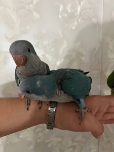 Ручние викормиши каліта квакер монах