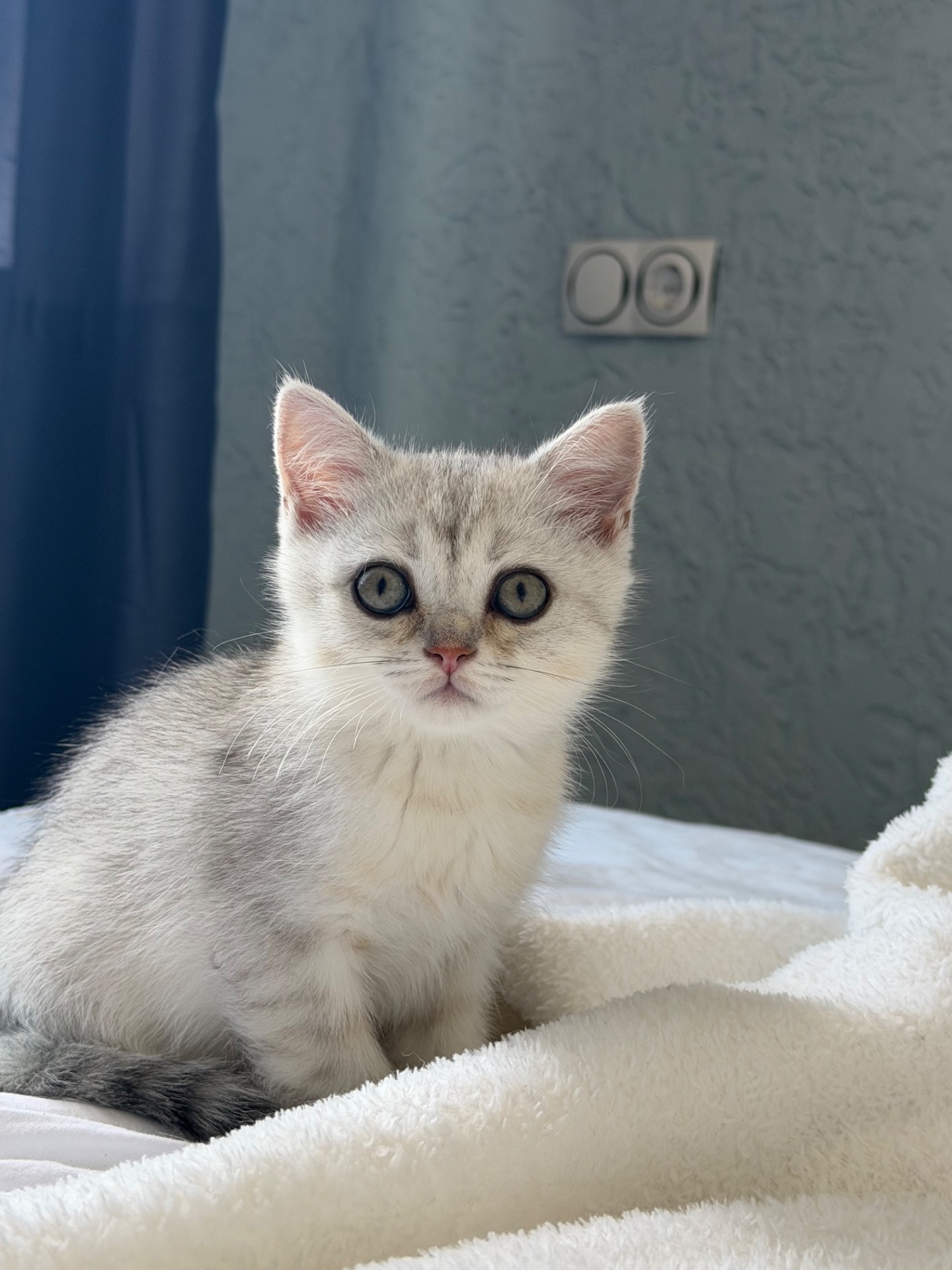 Котик шотландський прямовухий