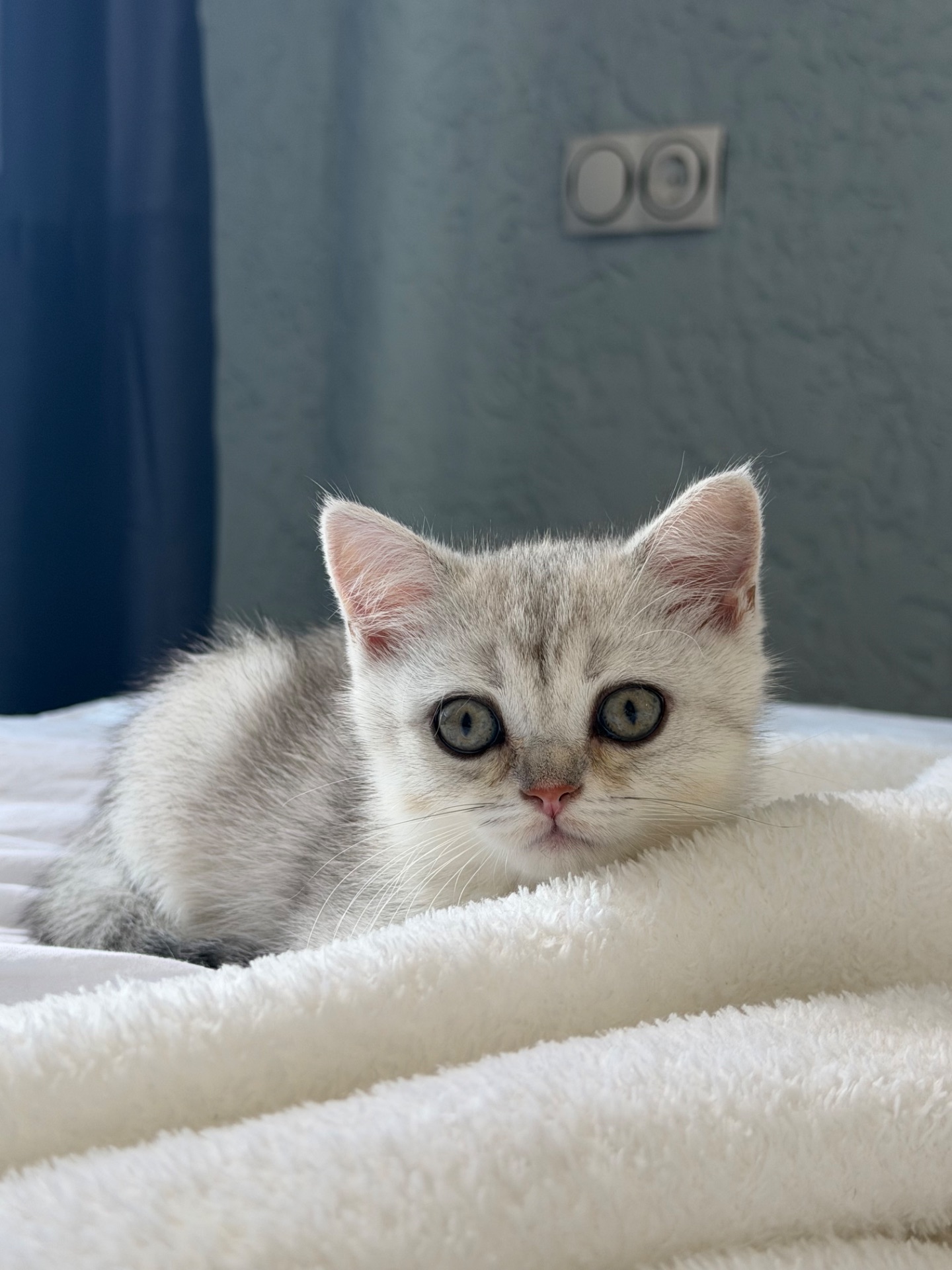 Котик шотландський прямовухий