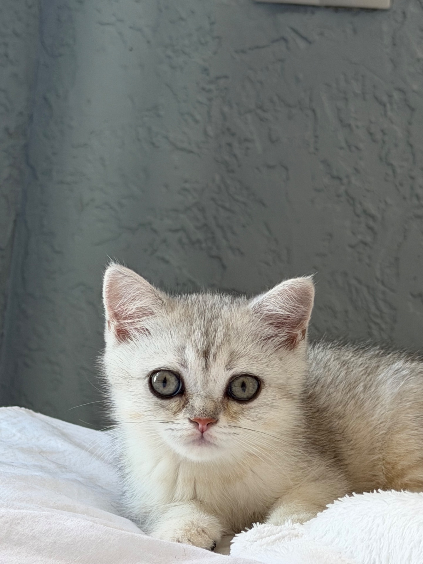 Котик шотландський прямовухий