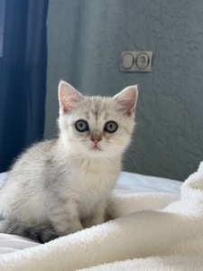 Котик шотландський прямовухий