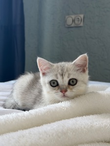 Котик шотландський прямовухий