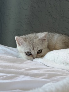 Котик шотландський прямовухий