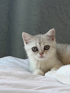 Котик шотландський прямовухий